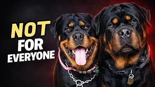 Thumbnail: Don’t Get a Rottweiler Until You Watch This