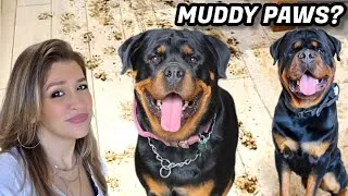 Thumbnail: Muddy Dog Paws? I Tested the MudBuster Paw Cleaner