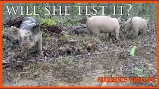 Thumbnail: Training pigs to electric fence and free fence post from cedar trees!