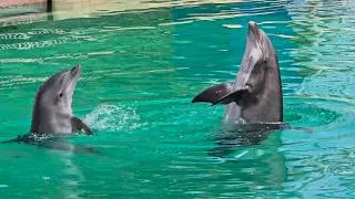 Thumbnail: New Show - Dolphin Adventures in 4K at SeaWorld San Diego on August 16, 2026