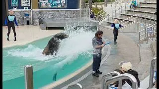 Thumbnail: Sea Lion's Tonite in 4K at SeaWorld San Diego on June 11, 2026