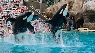 Thumbnail: Orca Encounter in 4K (Full Show) at SeaWorld San Diego on July 10, 2026