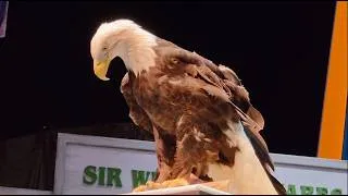 Thumbnail: The Wonders of North American Wildlife at SeaWorld San Diego