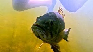 Thumbnail: Gus, my smallmouth bass teacher, loves to eat fresh horse flies
