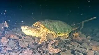 Thumbnail: This deceptively quiet pond comes alive under the cover of darkness