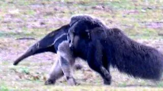 Thumbnail: Giant anteater carries her baby as she searches for termite mounds