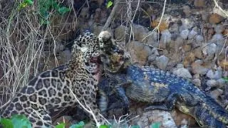 Thumbnail: The mighty jaguar of the Pantanal, Brazil struggles with large caiman
