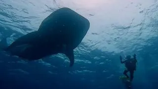 Thumbnail: Whale shark floats among thrilled scuba divers in the Galapagos Islands