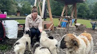 Thumbnail: Rural Life in the Carpathian Mountains 🏔️ Mountain Pasture, Sheep Cheese, Vurda, Pickling Cucumbers