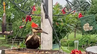 Thumbnail: Bird Watching | Pileated Woodpecker and Blue Jay | CAT TV - Birds For Cats To Watch 