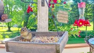 Thumbnail: Bird Watching | Relaxing Bird Sounds For Deep Sleep | CAT TV - Birds For Cats To Watch 