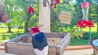Thumbnail: Bird Watching | Relaxing Bird Sounds For Deep Sleep | CAT TV - Birds For Cats To Watch 