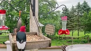 Thumbnail: Bird Watching | Relaxing Bird Sounds For Deep Sleep | CAT TV - Birds For Cats To Watch 