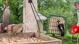 Thumbnail: Bird Watching | Relaxing Bird Sounds For Deep Sleep | CAT TV - Birds For Cats To Watch 