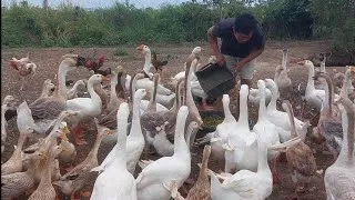 Thumbnail: Fresh Morning Feed! Chopping Water Spinach for Happy Farm Animals by the Pond 🌾