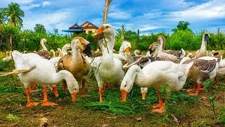 Thumbnail: Morning Freedom: Geese Leave the Coop & Enjoy Fresh Grass! 🌿