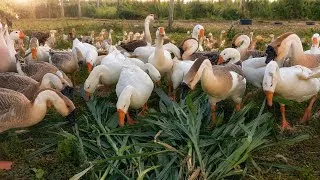 Thumbnail: Happy Geese Morning Routine | Natural Feed & Fresh Grass 🪿🌿