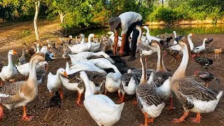 Thumbnail: Morning Farm Routine | Feeding Geese, Cleaning the Coop & Peaceful Countryside Life