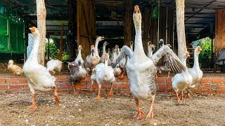 Thumbnail: Daily Life on a Small Countryside Farm | Happy Geese & Ducks Feeding 🦢🌾