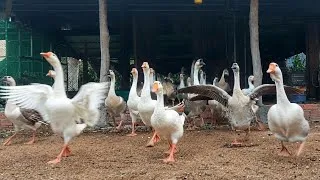 Thumbnail: A Joyful Day on the Farm | Geese Leave the Coop, Natural Feeding & Pond Fun 🌿