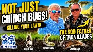 Thumbnail: The Villages: Not just chinch bugs that are killing your Florida lawn says the Sod Father!