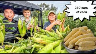 Thumbnail: Preserving a Massive Sweetcorn Harvest for Nutritional Winter Meals