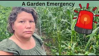 Thumbnail: A Garden EMERGENCY! Working Together to Save Two Crops