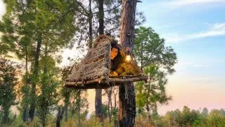 Thumbnail: Building a TINY Reed NEST High in the Trees | Bushcraft Treehouse, solo survival