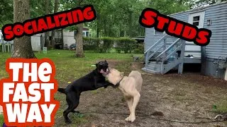 Thumbnail: Socializing Part 2 #canecorsopuppies  #socialize #introducing New dog into the Pack