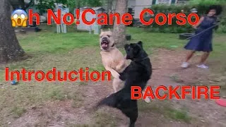 Thumbnail: #canecorso #introduction Cane Corso introduction Attempt