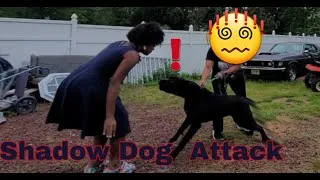 Thumbnail: ⁉️⁉️ UNTRAINED DOG ATTACKS #canecorso #socialize
