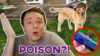 Thumbnail: Dog in 2026 solves poisoning from 1865!