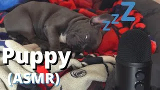 Thumbnail: French Bulldog PUPPY SLEEPING NOISES (ASMR)