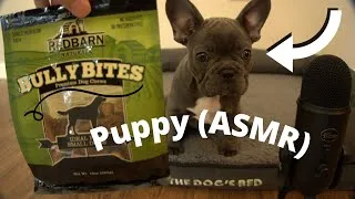 Thumbnail: French Bulldog Puppy VS Bully Stick (ASMR)