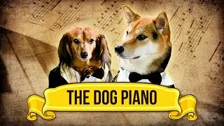 Thumbnail: The Dog Piano!