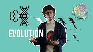 Thumbnail: The Evolution of Cognition
