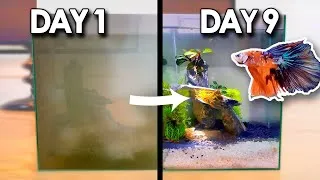 Thumbnail: SIMPLE PLANTED TANK SETUP + BETTA FISH BREEDING (Director's Cut)
