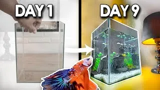 Thumbnail: SIMPLE PLANTED TANK SETUP + BETTA FISH BREEDING