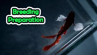 Thumbnail: Betta Fish Breeding Tips for Preparation