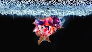 Thumbnail: Betta Fish Breeding Tips - Multi Galaxy Koi 2022 - 2023 (Updated!) Latest!