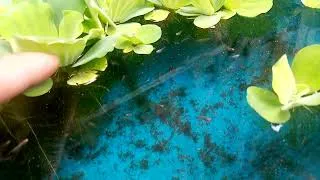 Thumbnail: Betta Breeding Tips - Fry Update