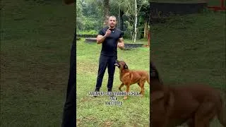 Thumbnail: DOG Training And Dog Trainers Training Course. Saajan  K9 Dog Training School.Pala 9961310970