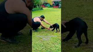 Thumbnail: Saajan K9 Dog Training school Mevada￼ Pala 9961310970