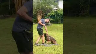 Thumbnail: *🐾 Training = Bonding 💪🐶*  Watch how much this dog enjoys training!  Happiness comes from patience,