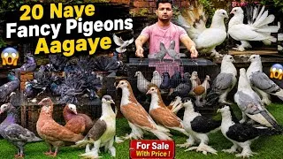 Thumbnail: 20 New Fancy Pigeons For Sale 😍🕊 || For Sale with Price !