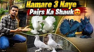 Thumbnail: 3 New Top Quality Fancy Pigeons Ke Pairs Le Aaye!😍🕊