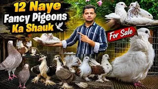 Thumbnail: 12 New Fancy Pigeons Ka Shoq😍 Kabootar For Sale!💫🕊