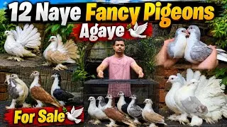 Thumbnail: 12 New Fancy Pigeons Agaye😍 Kabootar For Sale!💫🕊