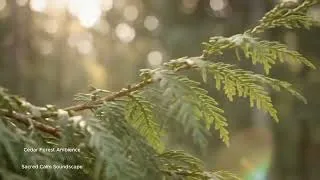 Thumbnail: 4 HOURS | Cedar Forest Ambience 🌿 Relaxing Nature Sounds & Healing Flute Music #deepsleep