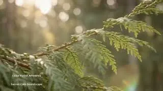 Thumbnail: Morning Peace 1 | Soft Flute & Nature Sounds for Calm & Positive Energy #ambientmusic